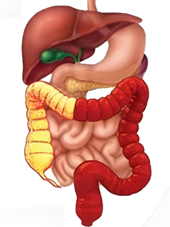 Ayurvedic Treatment - Sushruta Therapy Centre